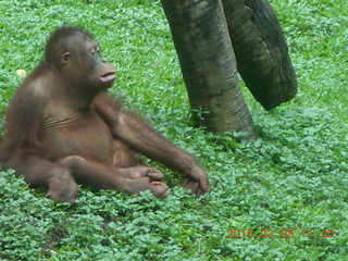 Indonesia Safari ride - orangutans