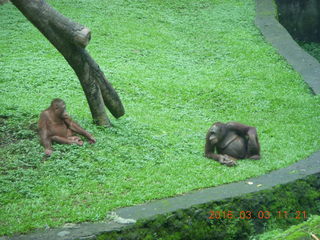 Indonesia Safari ride - bear