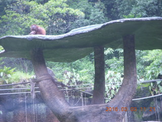 Indonesia Safari ride - orangutan