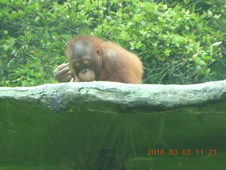 Indonesia Safari ride - orangutan