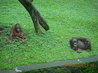 Indonesia Safari ride - orangutan