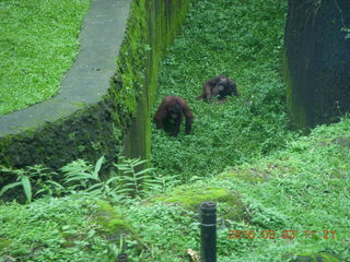 Indonesia Safari ride - bear