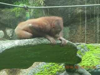 Indonesia Safari ride - orangutan