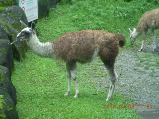 Indonesia Safari ride - llamas