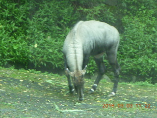 Indonesia Safari ride - buffalo