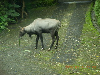 Indonesia Safari ride - buffalo