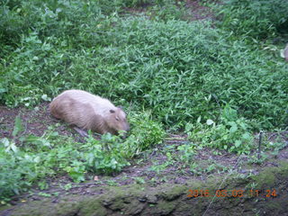 Indonesia Safari ride - beaver