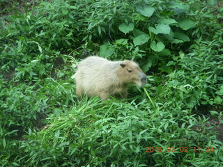 Indonesia Safari ride - beaver