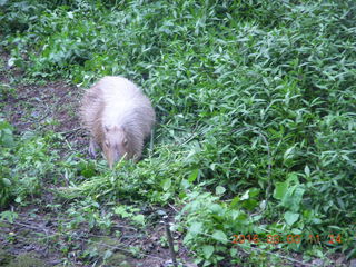 Indonesia Safari ride - beaver