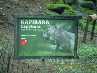 Indonesia Safari ride - beaver / kapibara sign