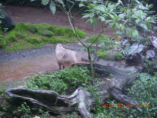 Indonesia Safari ride