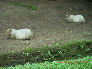 Indonesia Safari ride - beavers