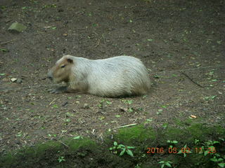 Indonesia Safari ride - beavers