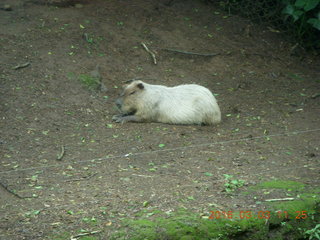 Indonesia Safari ride - beavers