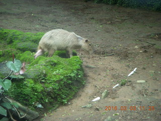 Indonesia Safari ride - beaver