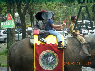 Indonesia Baby Zoo - elephant