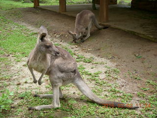 Indonesia Baby Zoo - kangaroos