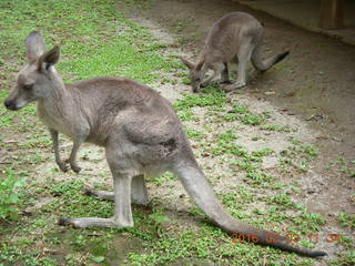 Indonesia Baby Zoo - kangaroos