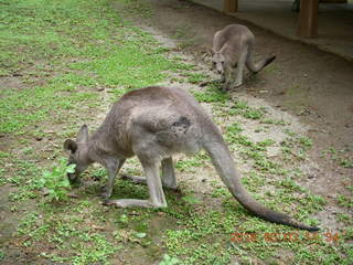 Indonesia Baby Zoo- kangaroos