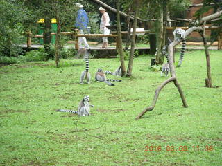 Indonesia Baby Zoo - lemurs