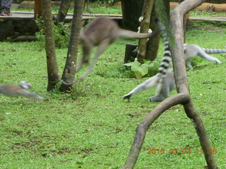 Indonesia Baby Zoo - lemurs