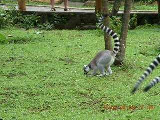 Indonesia Baby Zoo - lemurs