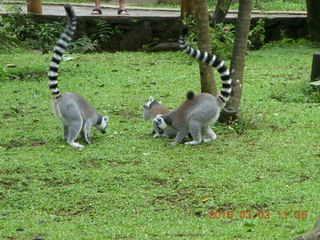 Indonesia Baby Zoo - lemurs
