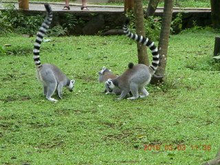 Indonesia Safari ride