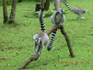 Indonesia Baby Zoo - lemurs