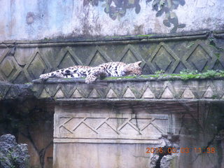 Indonesia Baby Zoo - leopard