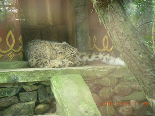 Indonesia Baby Zoo - leapard