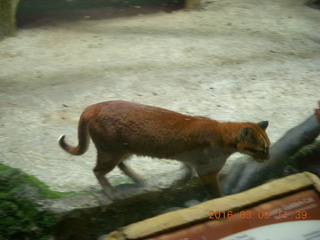 Indonesia Baby Zoo - bobcat