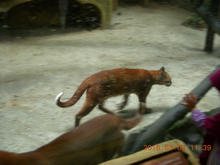 Indonesia Baby Zoo - bobcat