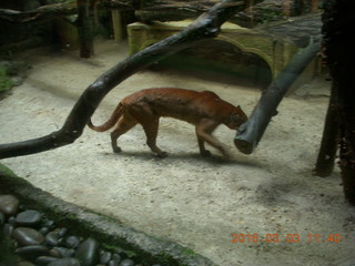 Indonesia Baby Zoo - kangaroos