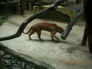 Indonesia Baby Zoo - bobcat