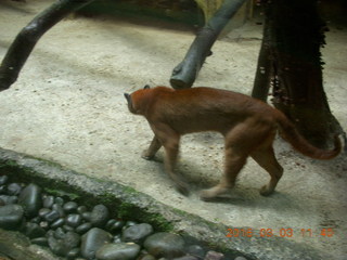 Indonesia Baby Zoo - bobcat