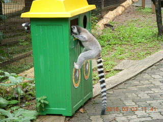 Indonesia Baby Zoo - lemurs