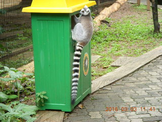 Indonesia Baby Zoo - lemurs