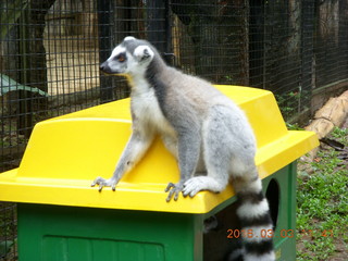 Indonesia Baby Zoo - lemurs