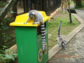 Indonesia Baby Zoo - lemurs