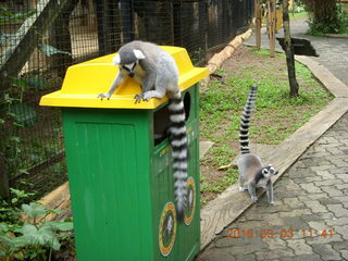 Indonesia Baby Zoo - lemur