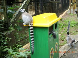 374 993. Indonesia Baby Zoo - lemur