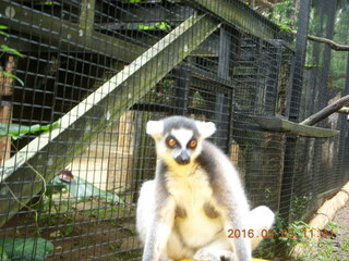 Indonesia Baby Zoo - lemur