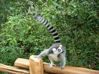 Indonesia Baby Zoo - lemur