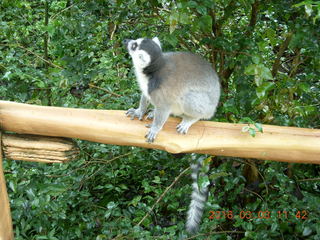 Indonesia Baby Zoo - lemur