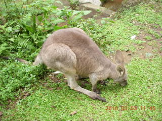 Indonesia Baby Zoo - kangaroo