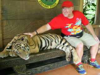 Indonesia Baby Zoo - Adam petting a tiger