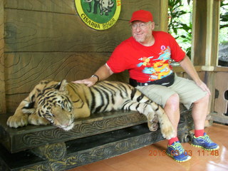 Indonesia Baby Zoo - Adam petting a tiger