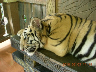 Indonesia Baby Zoo - docile tiger