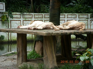 Indonesia Baby Zoo - Adam petting a tiger